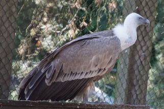 Gyps fulvus - Gänsegeier